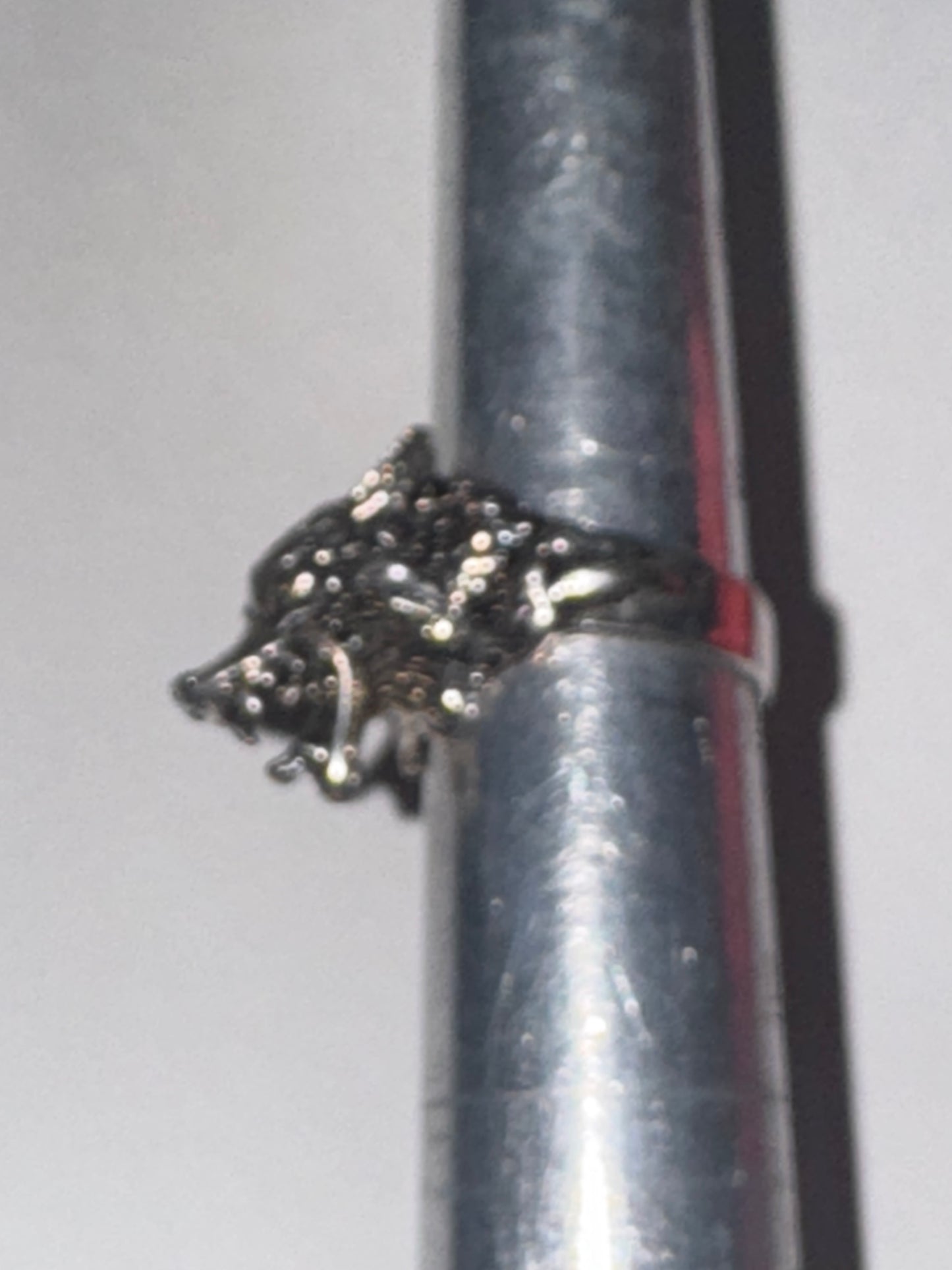 Wolf's Head Ring, Size 10